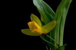 Lycaste aromatica