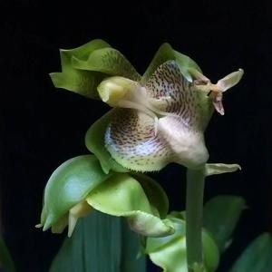 Catasetum lucis