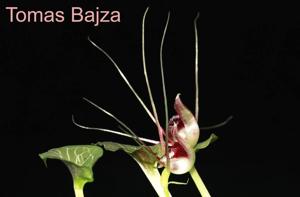 Corybas geminigibbus