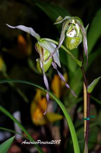 Phragmipedium pearcei