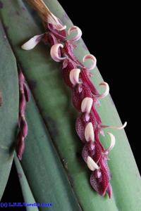Acianthera strupifolia