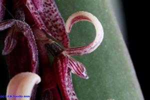 Acianthera strupifolia