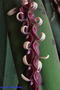 Acianthera strupifolia