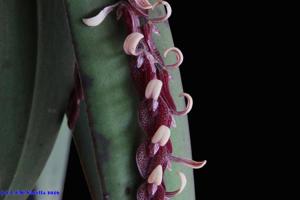 Acianthera strupifolia