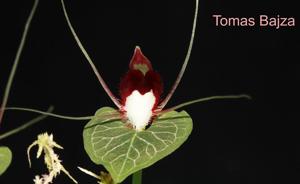 Corybas geminigibbus