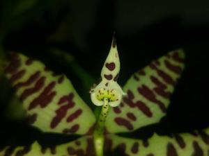 Cycnoches pentadactylon