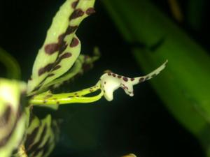 Cycnoches pentadactylon