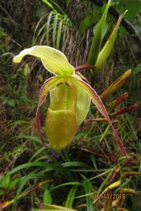 Phragmipedium longifolium