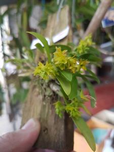 Dendrobium kanburiense