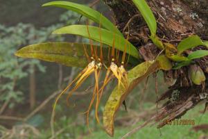 Brassia arcuigera