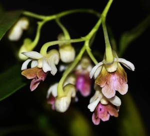 Dendrobium woodsii