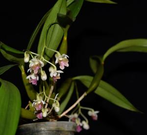 Dendrobium woodsii