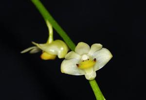 Dendrobium schneiderae var. major