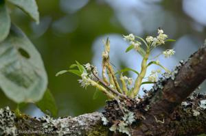 Dendrobium compactum