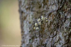 Chiloschista exuperei