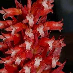 Stenorrhynchos glicensteinii