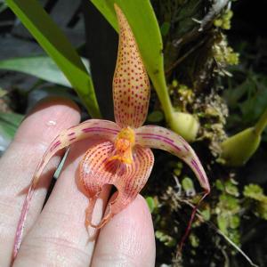 Bulbophyllum membranifolium subsp. inunctum