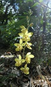 Spathoglottis affinis