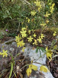 Spathoglottis affinis