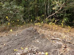 Spathoglottis affinis