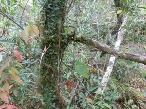 Bulbophyllum appendiculatum