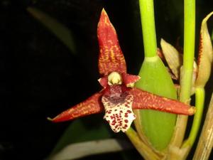 Maxillaria tenuifolia