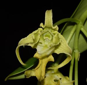 Dendrobium spectabile