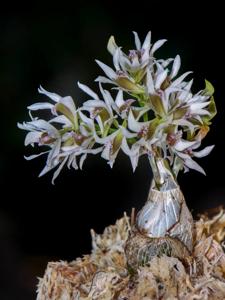 Dendrobium peguanum