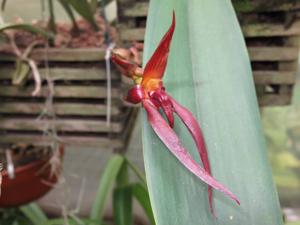 Bulbophyllum levanae