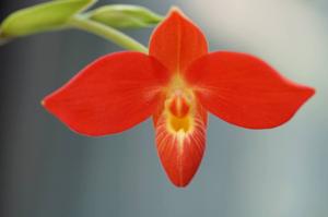 Phragmipedium besseae