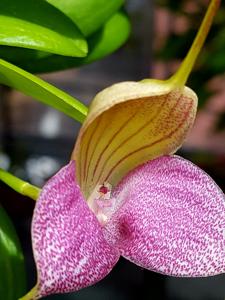 Masdevallia caudata