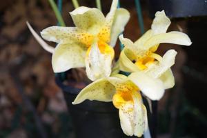 Stanhopea radiosa