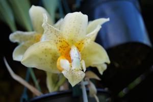 Stanhopea radiosa