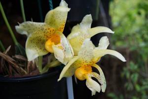 Stanhopea radiosa