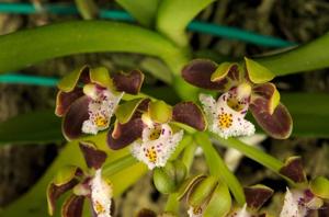 Gastrochilus acutifolius