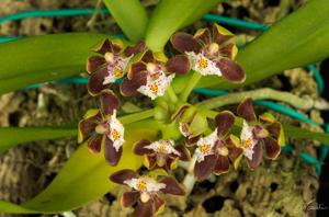 Gastrochilus acutifolius