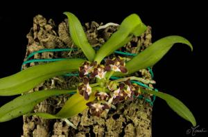 Gastrochilus acutifolius