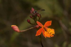 Epidendrum radicans