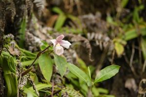 Phragmipedium andreettae