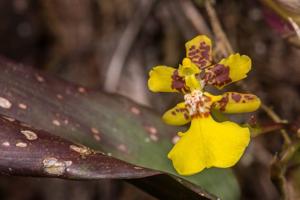 Otoglossum serpens
