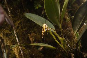 Maxillaria speciosa