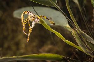 Maxillaria speciosa