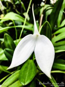 Masdevallia coccinea