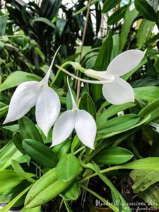 Masdevallia coccinea