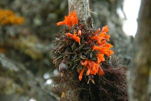 Dendrobium dekockii