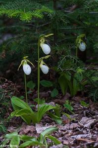 Cypripedium acaule