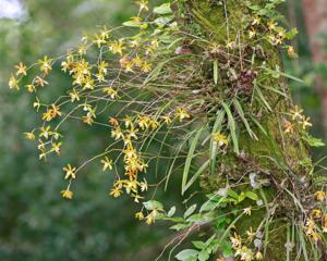 Encyclia tampensis