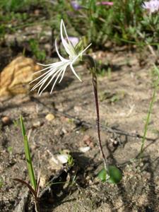 Holothrix burmanniana