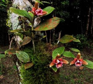 Sobralia atropubescens