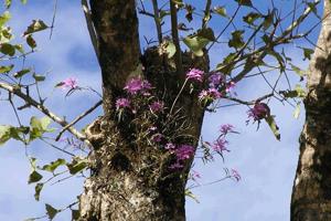 Epidendrum centropetalum